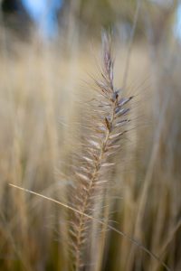 Wheat in grass.
