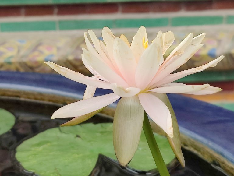 Pink Lotus