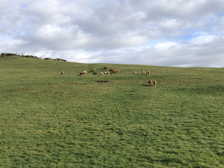 Grazing cows