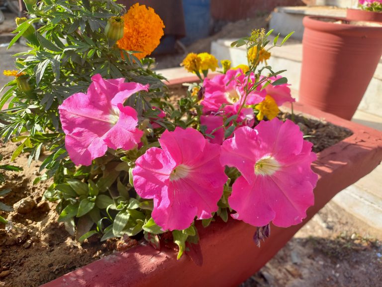 Poppy pink flowers in the spring season of Karachi, Pakistan.