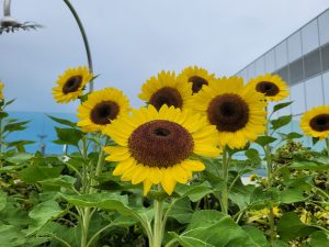 From the Sunflower Garden at Singapore Changi Airport
