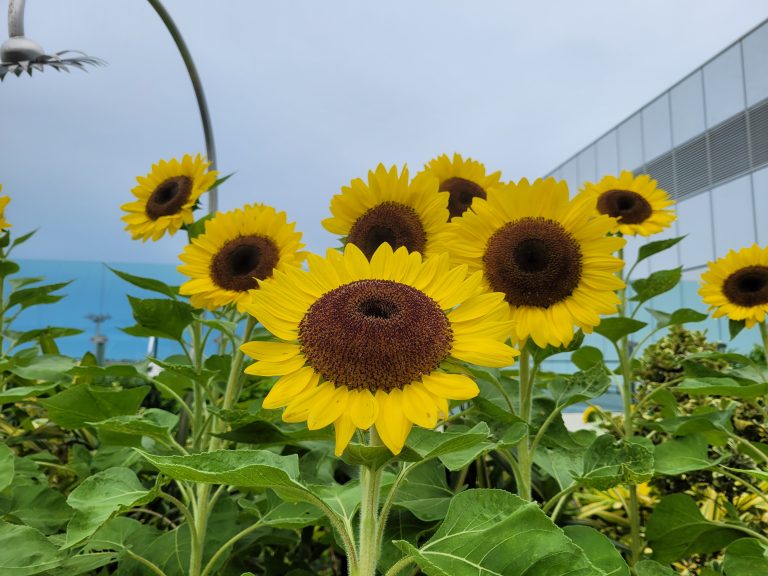 From the Sunflower Garden at Singapore Changi Airport