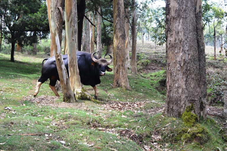 An Indian bison male. We met nine years back. This photo is taken from Ooty, Tamil Nadu, India.