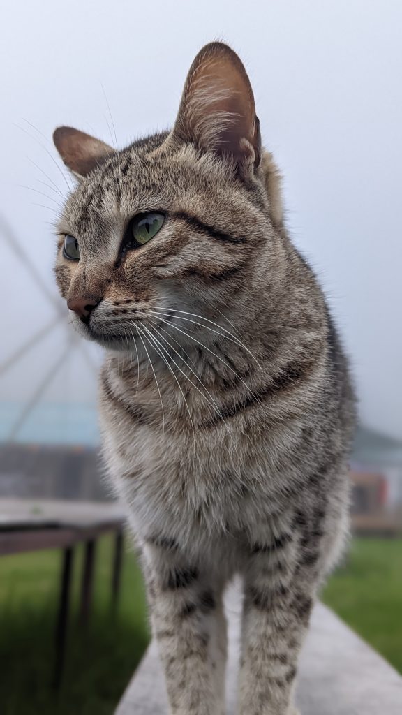 This majestic and friendly cat was found in the Austrian Base Camp (AKA Australian Base Camp.)