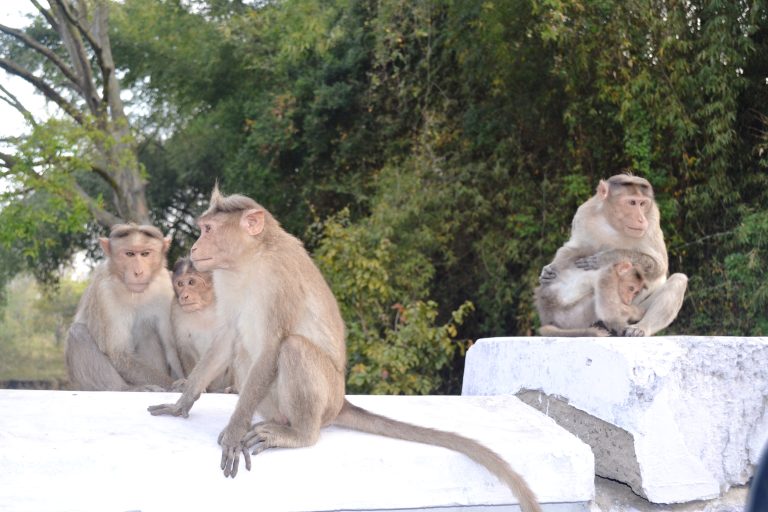 A group of Southern Indian monkeys(Bonnet macaque). We met nine years back. This photo is taken from Ooty, Tamil Nadu, India.