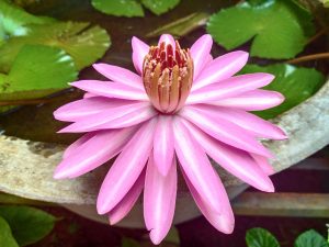 Water Lily flower of our garden. This photo is taken at my home(Perumanna), Kozhikode, Kerala, India.