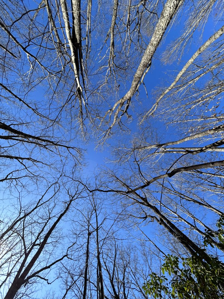 Arrowhead Trails, New River Gorge National Park, Fayette County, West Virginia