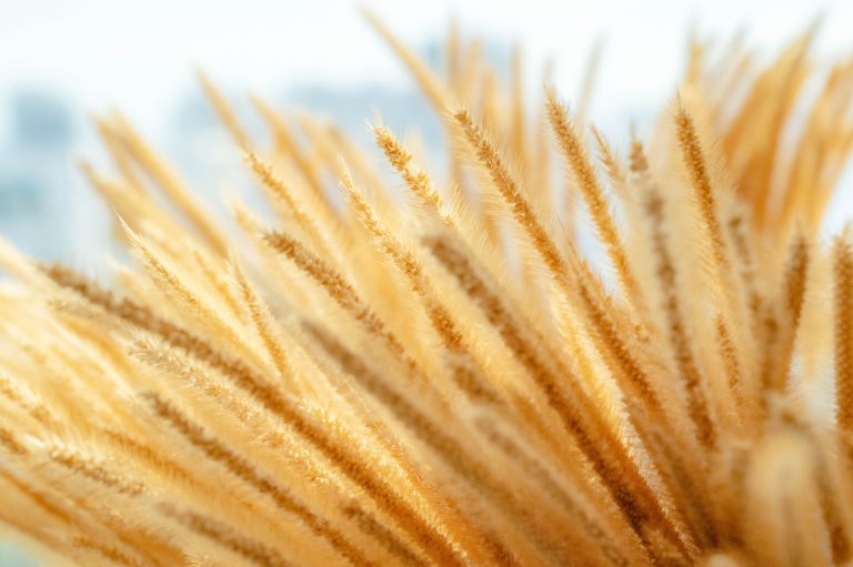 Yellow grass flower