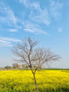 Beautiful sunny day during spring in Basirpur punjab pakista