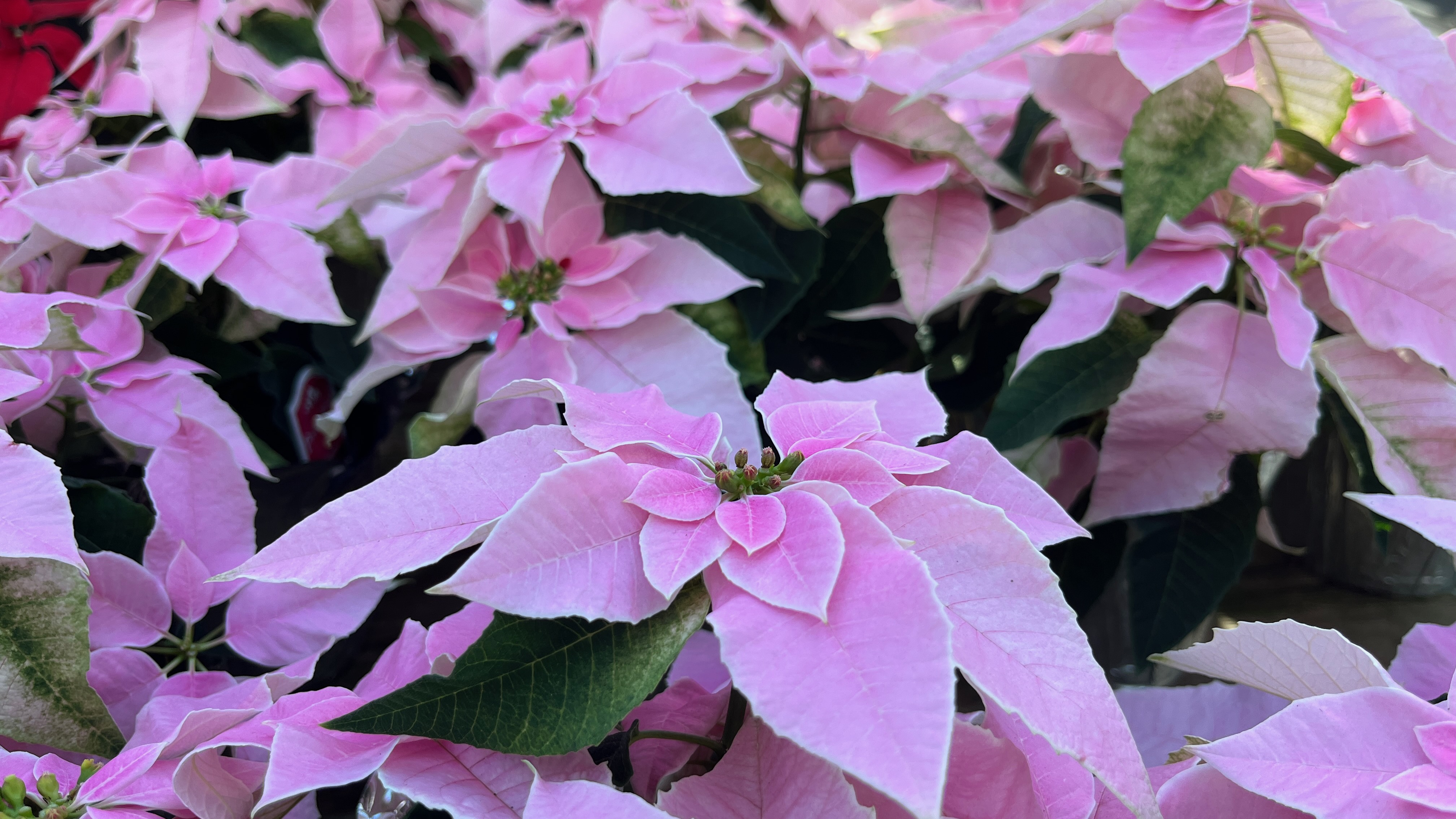 Pink Poinsettia