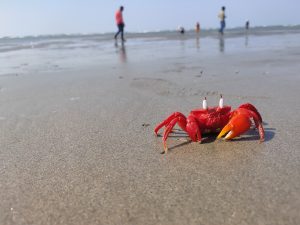 The red crab, also known as the Christmas Island red crab, is a species of land crab that is native to Christmas Island, an Australian territory in the Indian Ocean. These crabs are known for their bright red color and annual migration from the fores