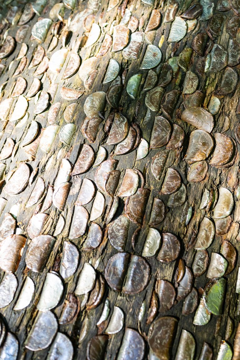 Coins hammered into wood