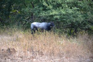 The Nilgai (bluebuck) male. Nilgai is the largest Asian antelope. The photo was taken at Gir National Park, Gujarat, India.