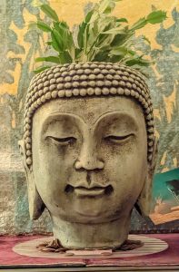 Buddha head, grey and blue pottery, with succulent flower growing out of its head.
