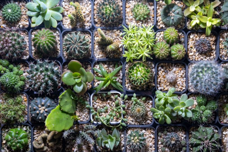 Small Cactuses, Chiang Mai, Thailand