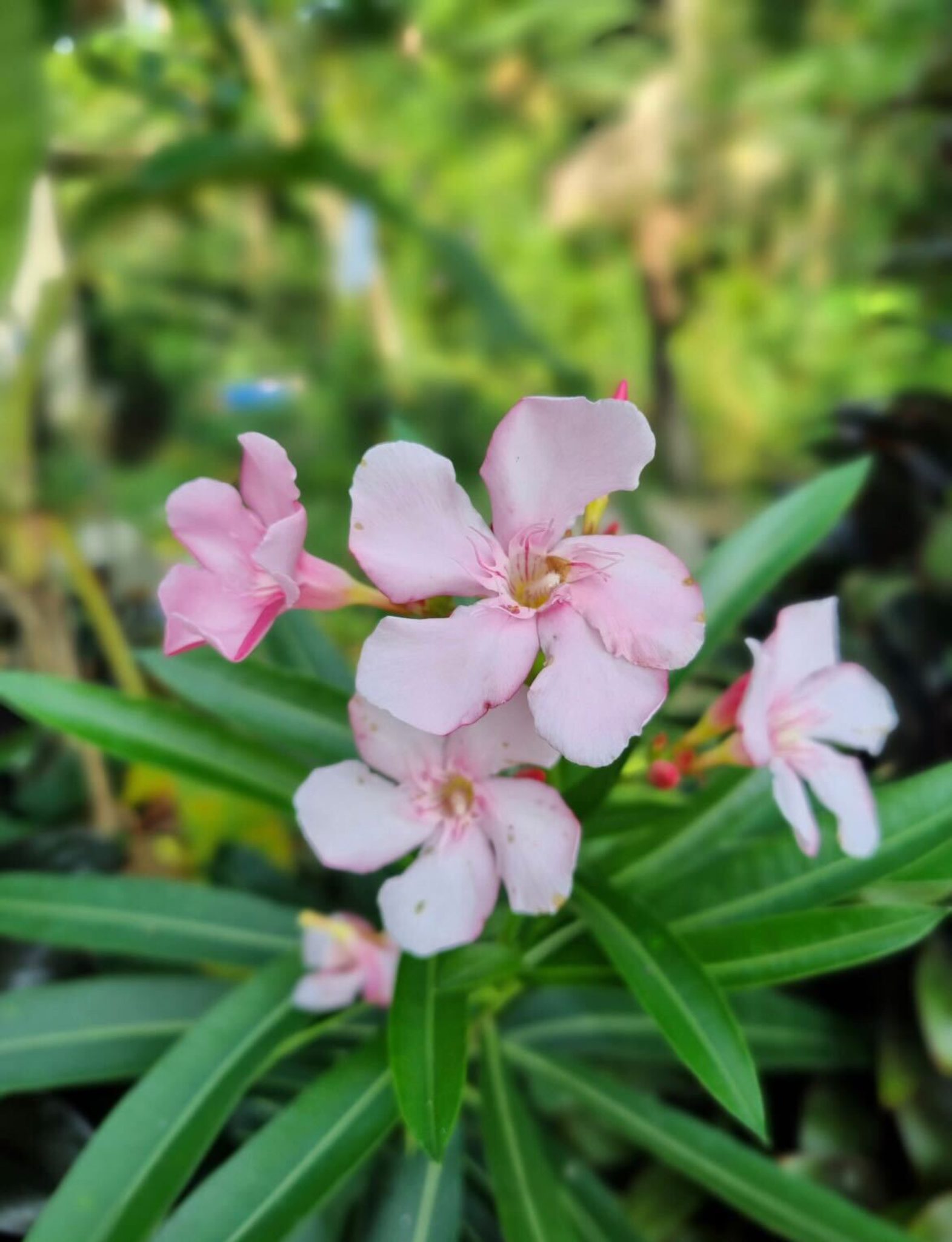 A cluster of delicate pink flowers with five petals, surrounded by long green leaves. The background is softly blurred, revealing a lush, green environment.