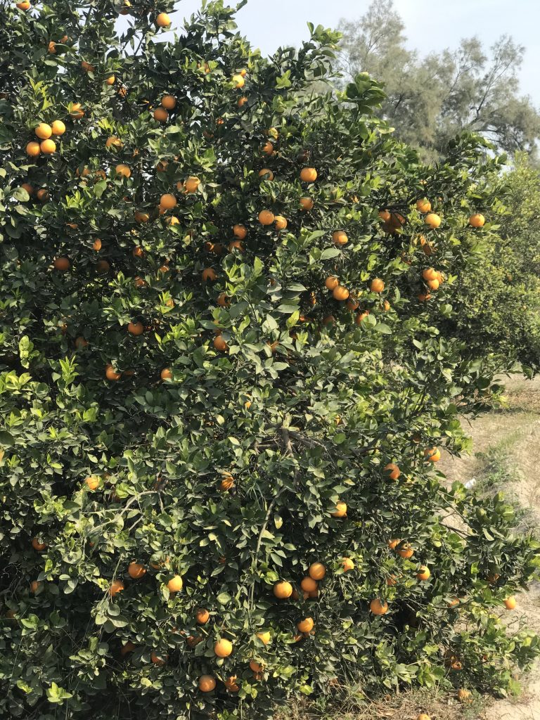 Mandarin Plant Full of Fruits