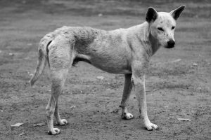 Street Dog , Kamphaeng Phet, Thailand