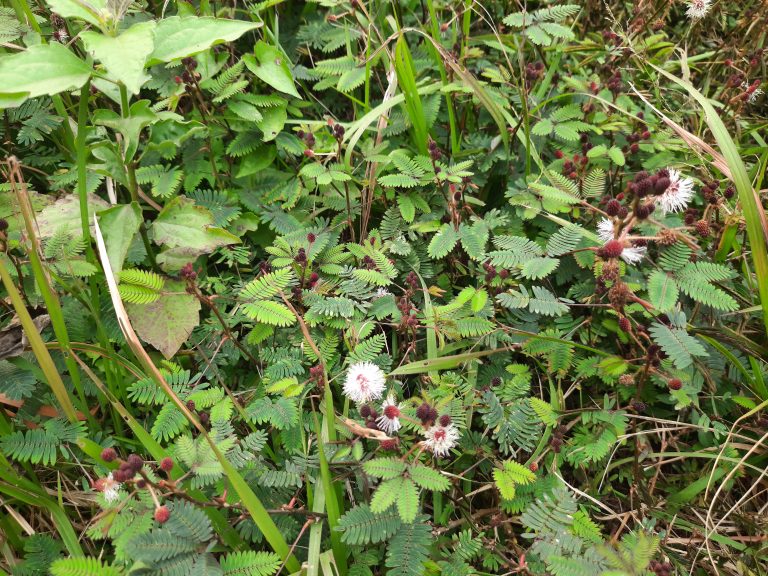 Sensitive plants in a grass field