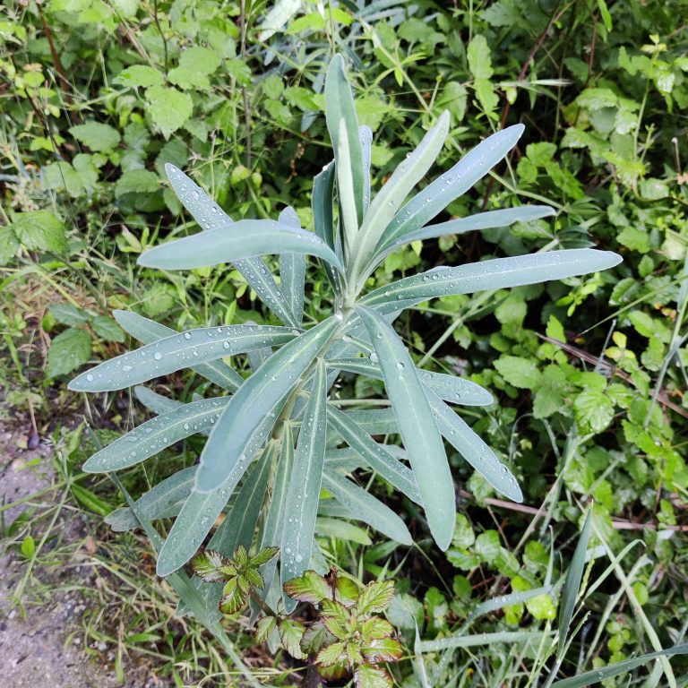 Plant with dew water drops