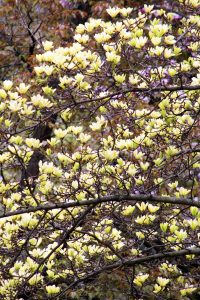 Yellow Magnolia Flowers in a grove of Magnolia Trees at Durand Eastman Park in Rochester, New York, USA. Durand Eastman Park is named after Greorge Eastman of Eastman Kodak Company.