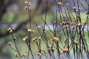 View larger photo: Yellow flowers on a bush in Central New York, USA