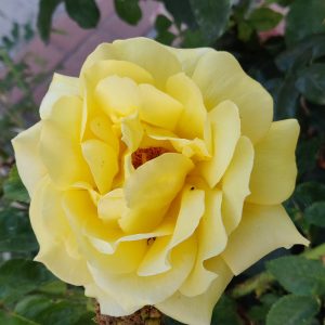 Yellow rose