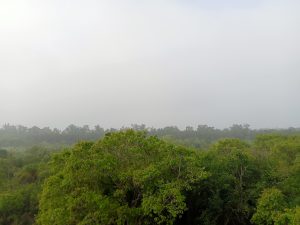 Jamtola Forest, Sundarbans, Bangladesh
