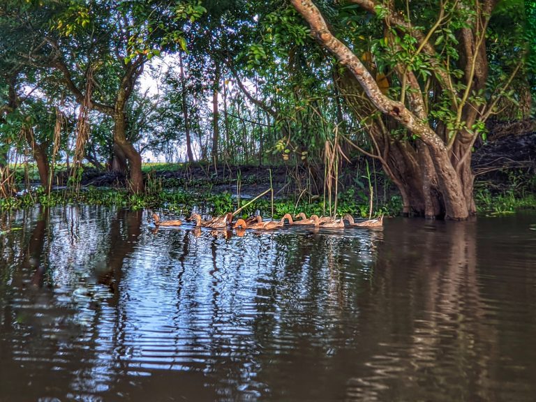 Amidst the calm and tranquil river, these ducks gracefully glide, enjoying the simple pleasures of life in the water.