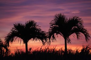 Sunset Coconuts
