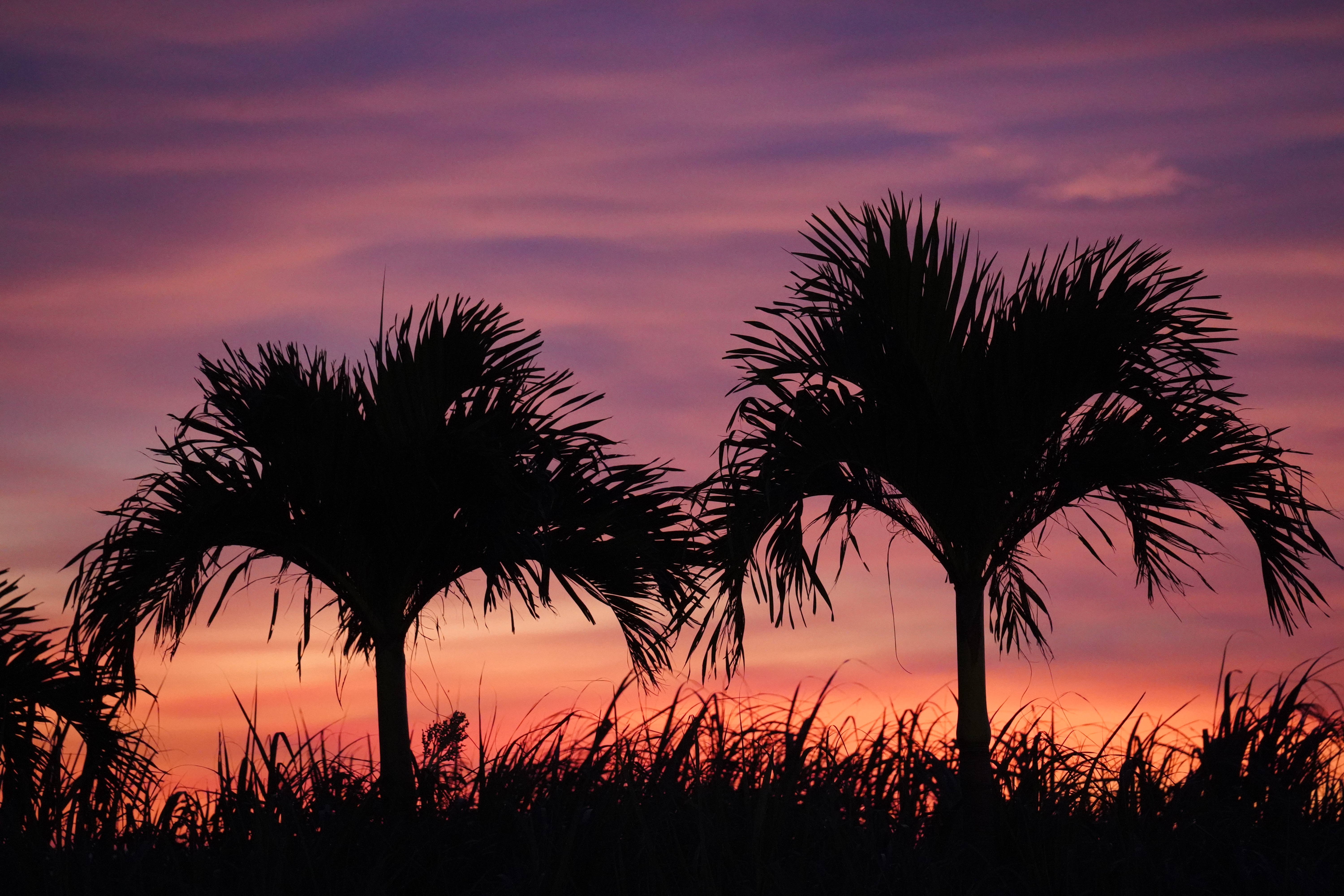 Sunset Coconuts