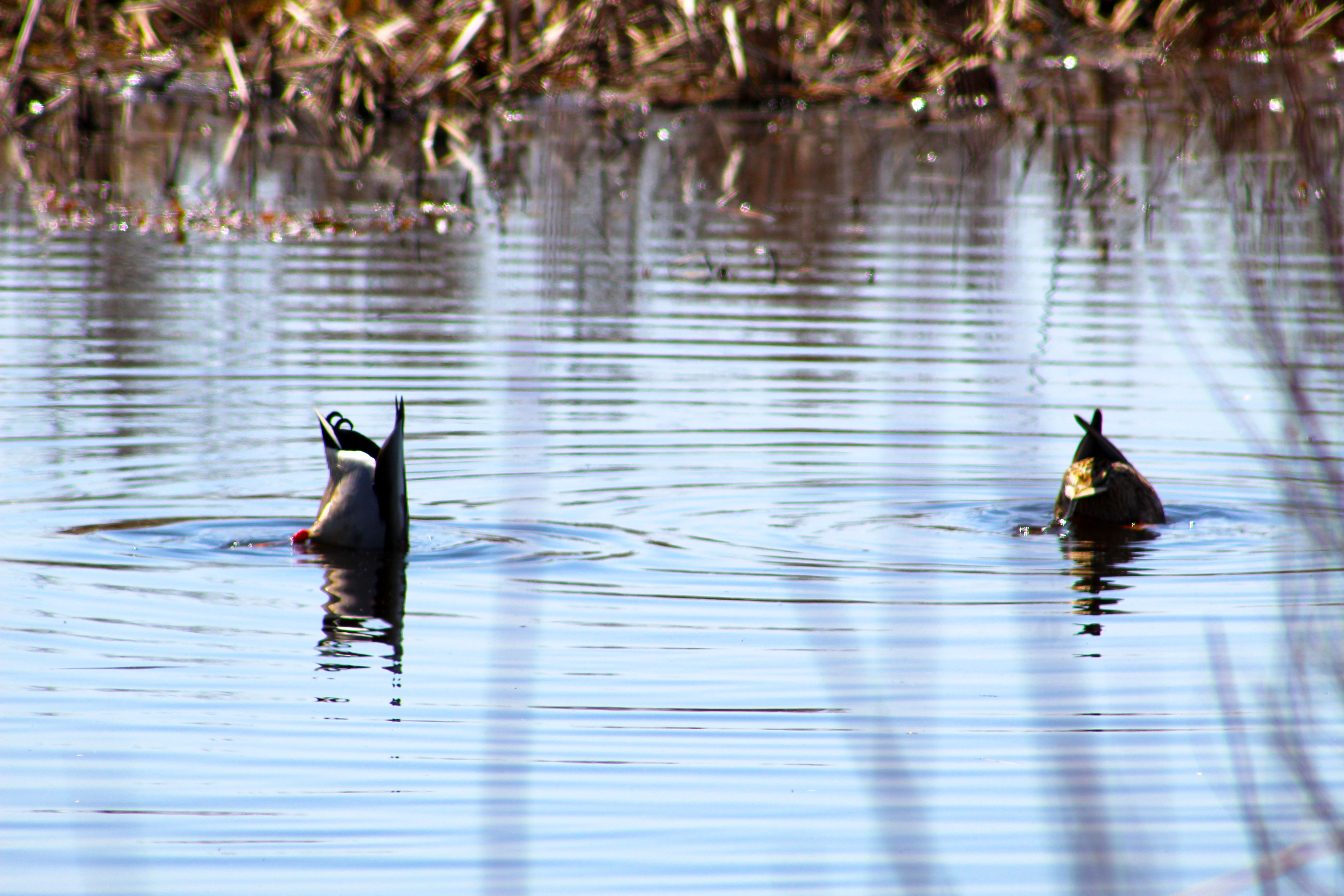 Bottoms up! Ducks dive for food at the Montezuma Wildlife Refuge, Seneca Falls, New York, USA