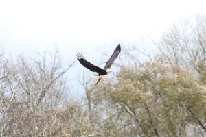 An eagle in flight with a fish in its talons. Tags: eagle, fish, Montezuma Wildlife Refuge, Seneca Falls, New York, USA