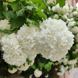 White hydrangea