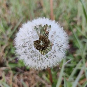 Dandelion