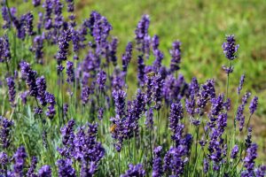 View larger photo: bees, lavender, olfactory farms, red creek, New York, USA