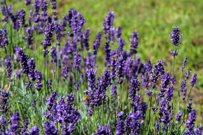 bees, lavender, olfactory farms, red creek, New York, USA