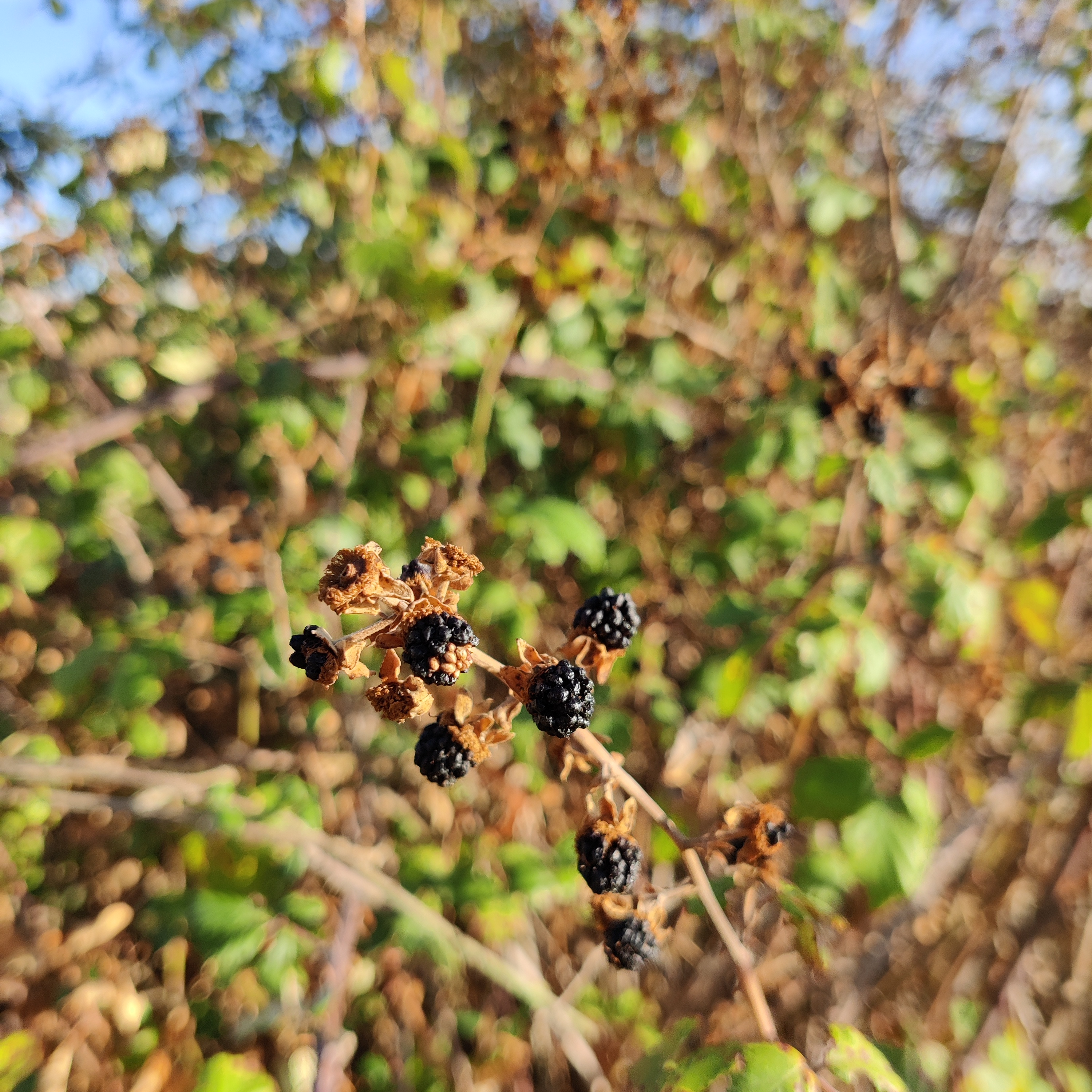 Blackberry plant