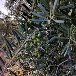 Olive tree with olives