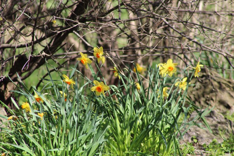 daffodils, rochester, new york, USA