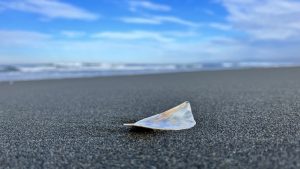 A piece of white shell on an ocean beach

