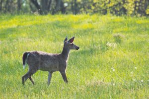 View larger photo: A deer pauses in a sunny meadow at Mendon Ponds Park in Henrietta, New York, USA