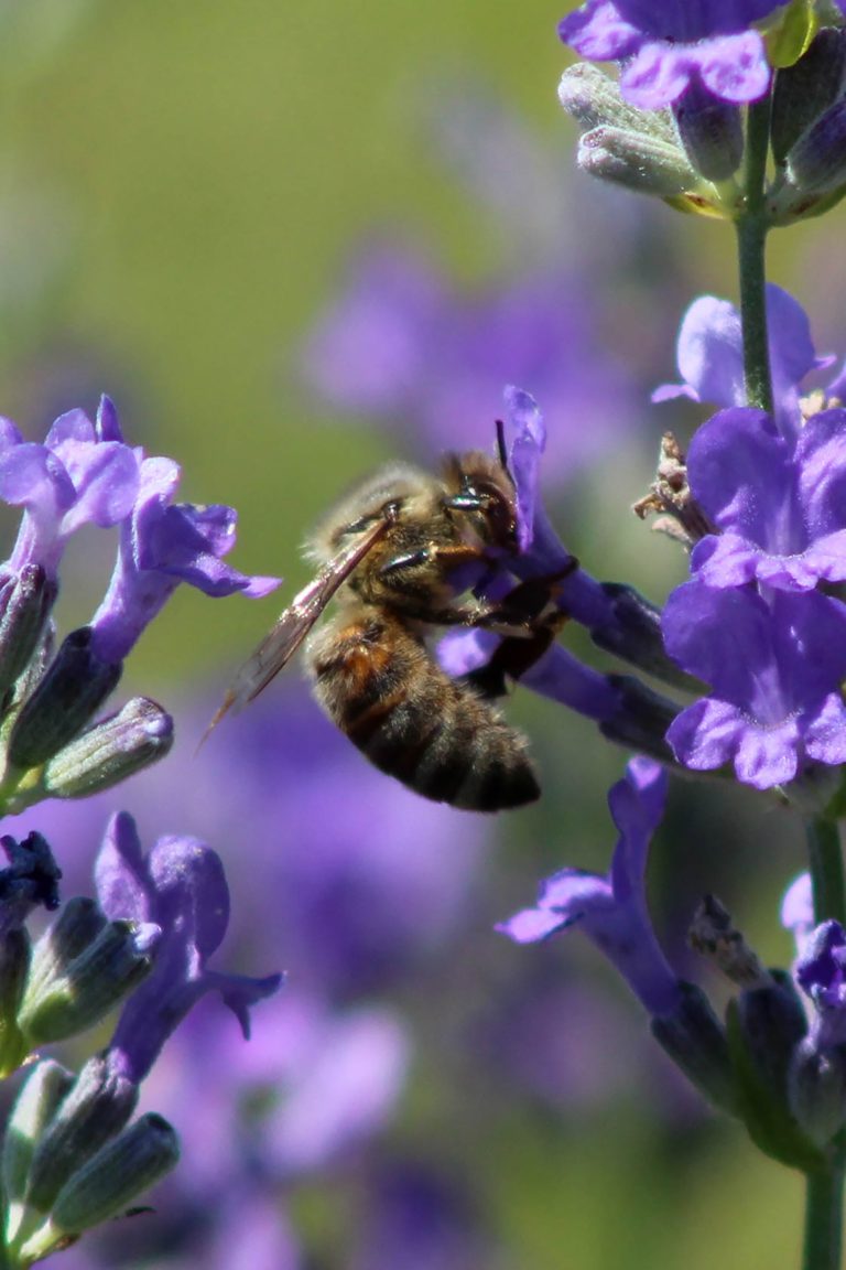 honey bee, bee, lavender, olfactory farms, red creek, New York, USA