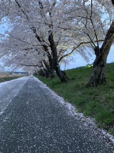Japan sakura