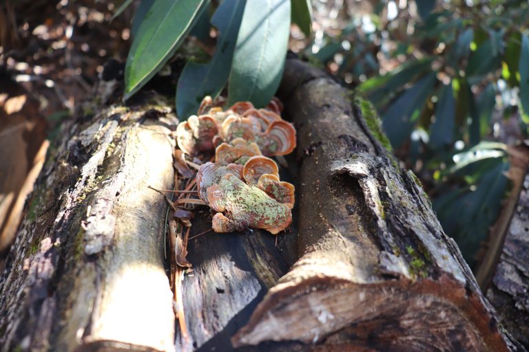 Mushrooms on log