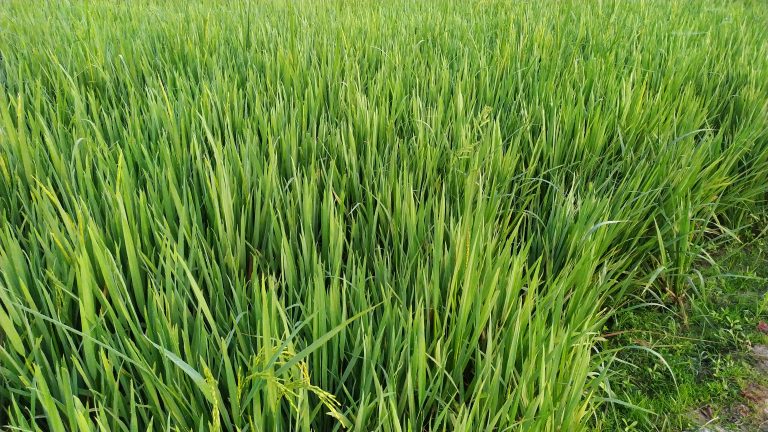 Green Paddy Field