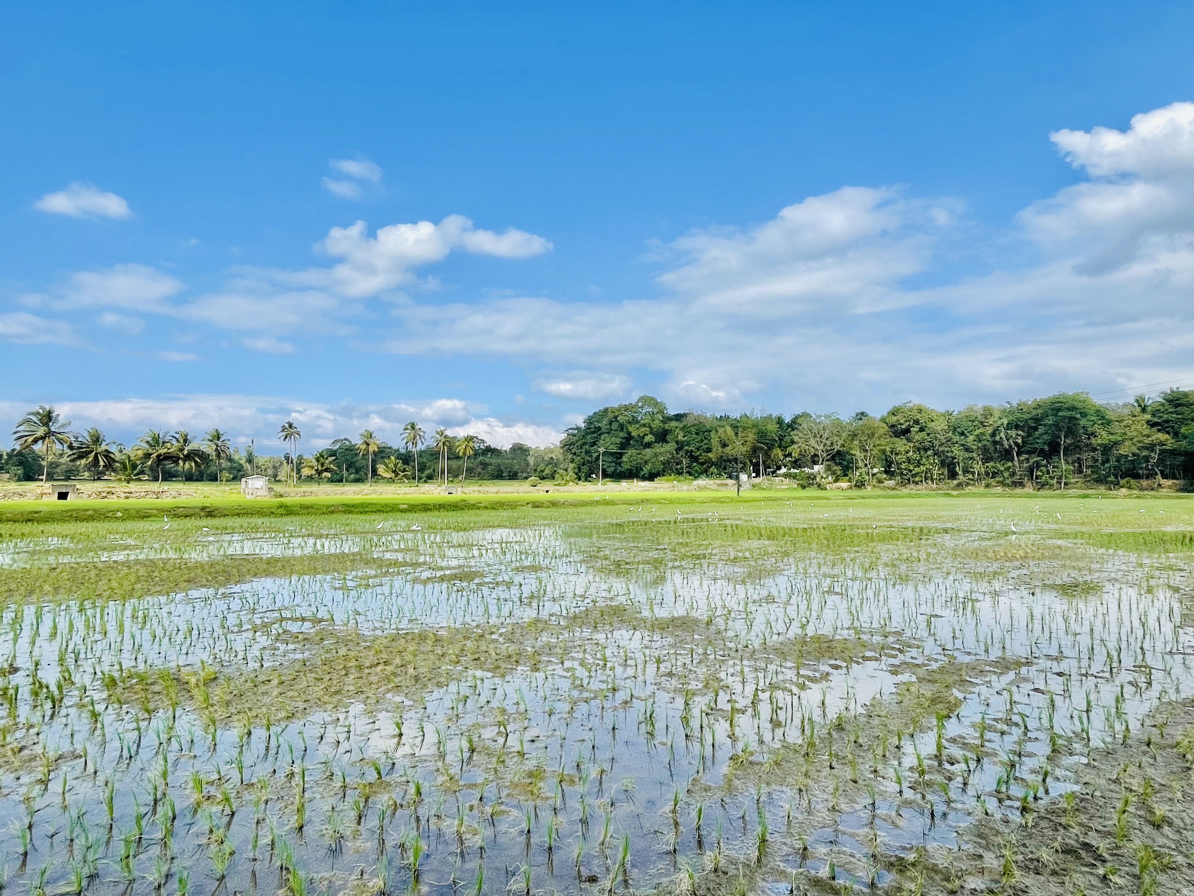 Paddy fields. Thenkurissi, Palakkad, Kerala, India