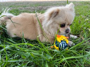 Nature Wapuu Wallpaper Collection: Wapuu and Dandan (my puppy) on the grass