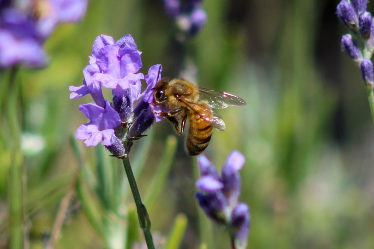 honey bee, bee, lavender, olfactory farms, red creek, New York, USA