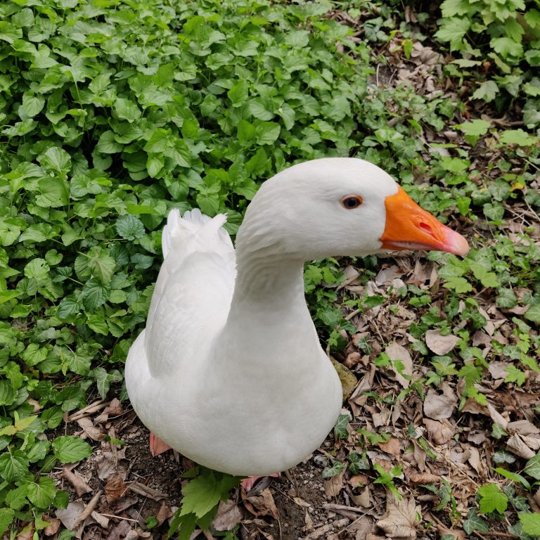 Duck